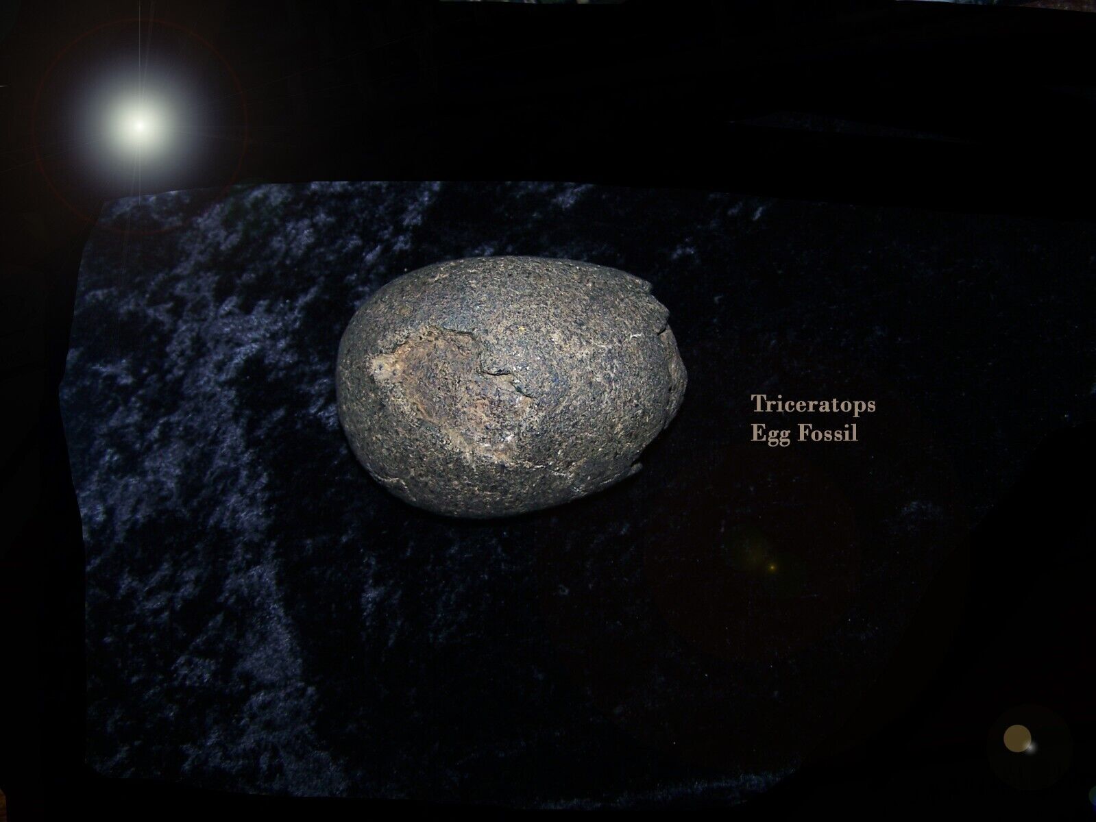 RARE TRICERATOPS DINOSAUR EGG FOSSIL - WASHINGTON STATE QUINAULT INDIAN NATION