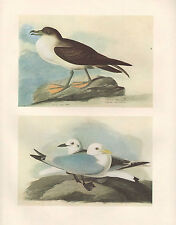 Vintage John James Audubon Oiseau Imprimé Greater Shearwater Tennis Black-Legged picture