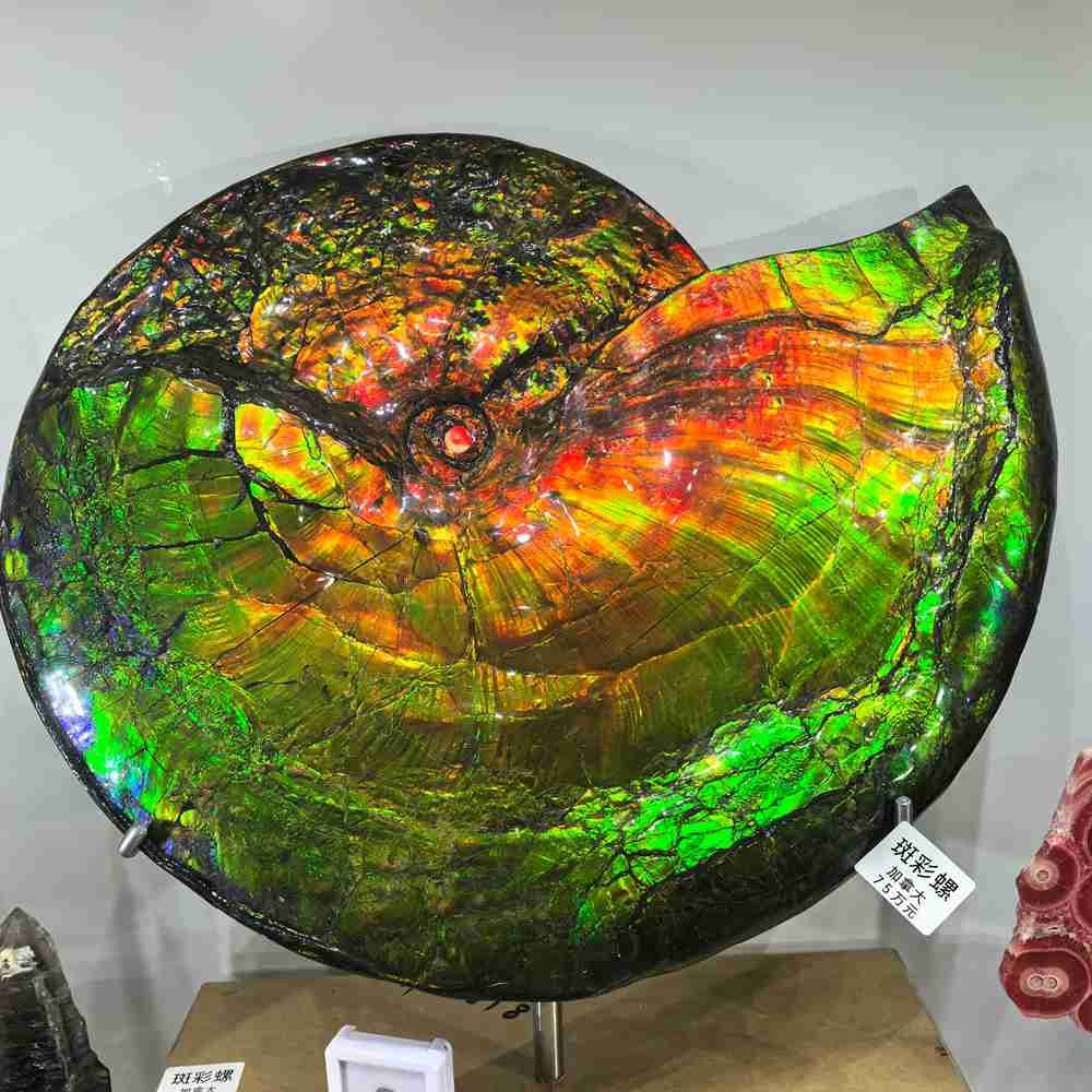 25.3LB Rare Natural Rainbow Ammolite Fossil Quartz Crystals Mineral Canada Gem 25.3LB Rare Natural Rainbow Ammolite Fossil Quartz Crystals Mineral Canada Gem