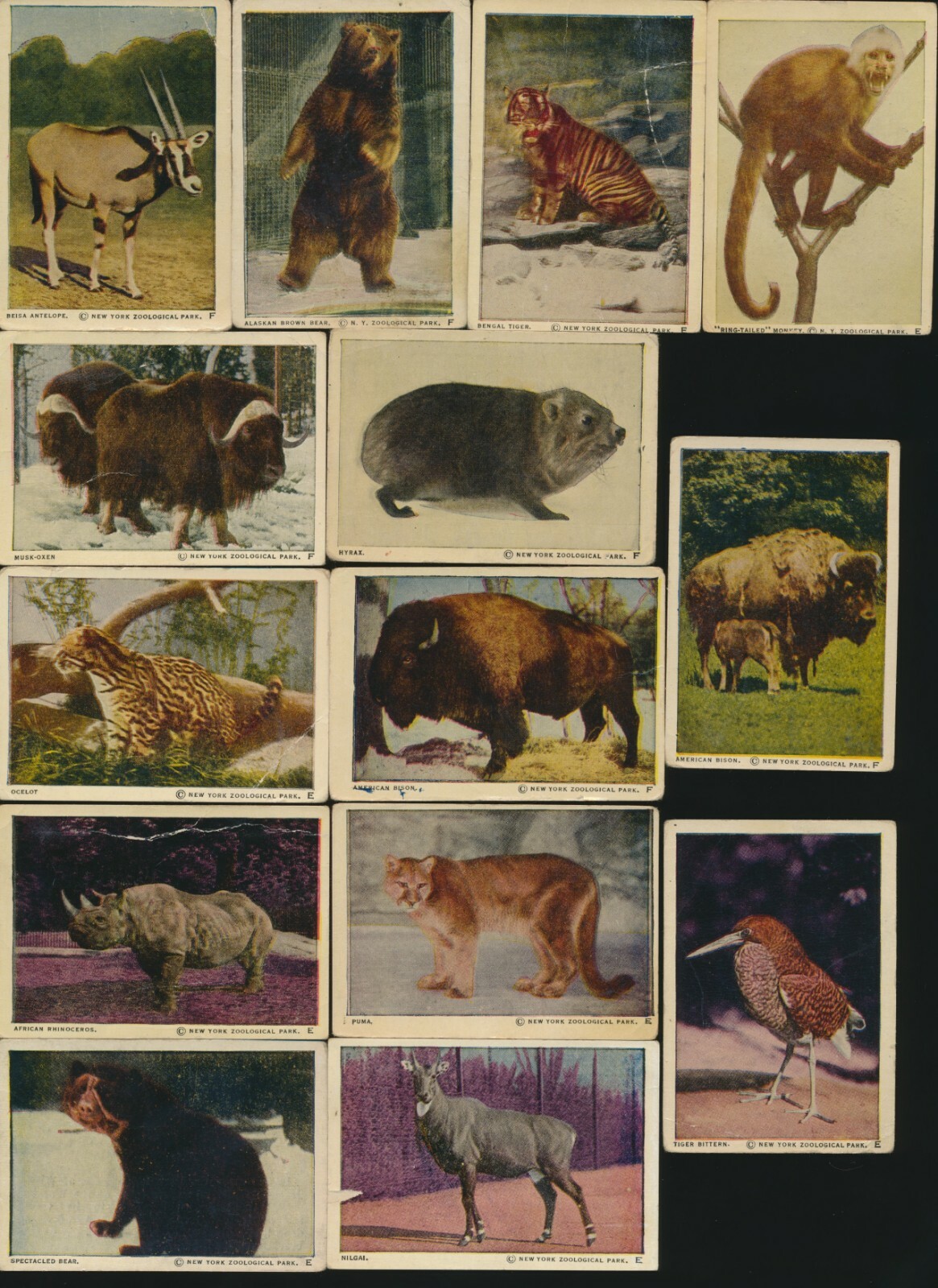 1930's V67 Neilson's Chocolate (Canada) WILD ANIMALS -Lot of (22) Different NICE