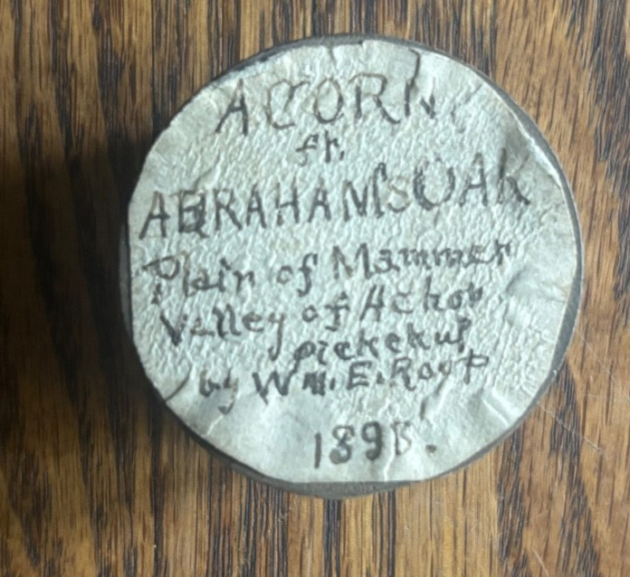 1895 Holy Land Souvenir Acorn Abraham’s Oak Mamre Hebron w/ Case