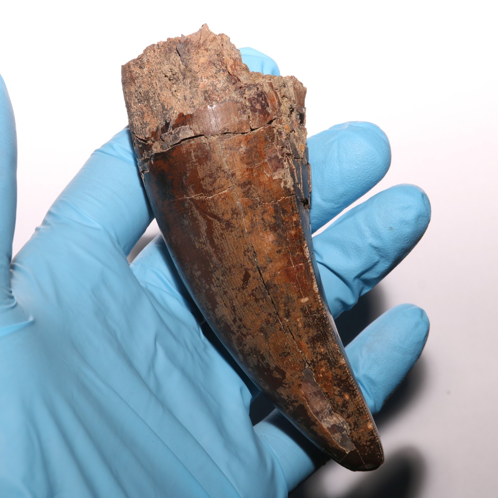 Tyrannosaurus Rex Tooth T.rex Fossil - Hell Creek Formation Museum Grade & Size Tyrannosaurus Rex Tooth T.rex Fossil - Hell Creek Formation Museum Grade & Size