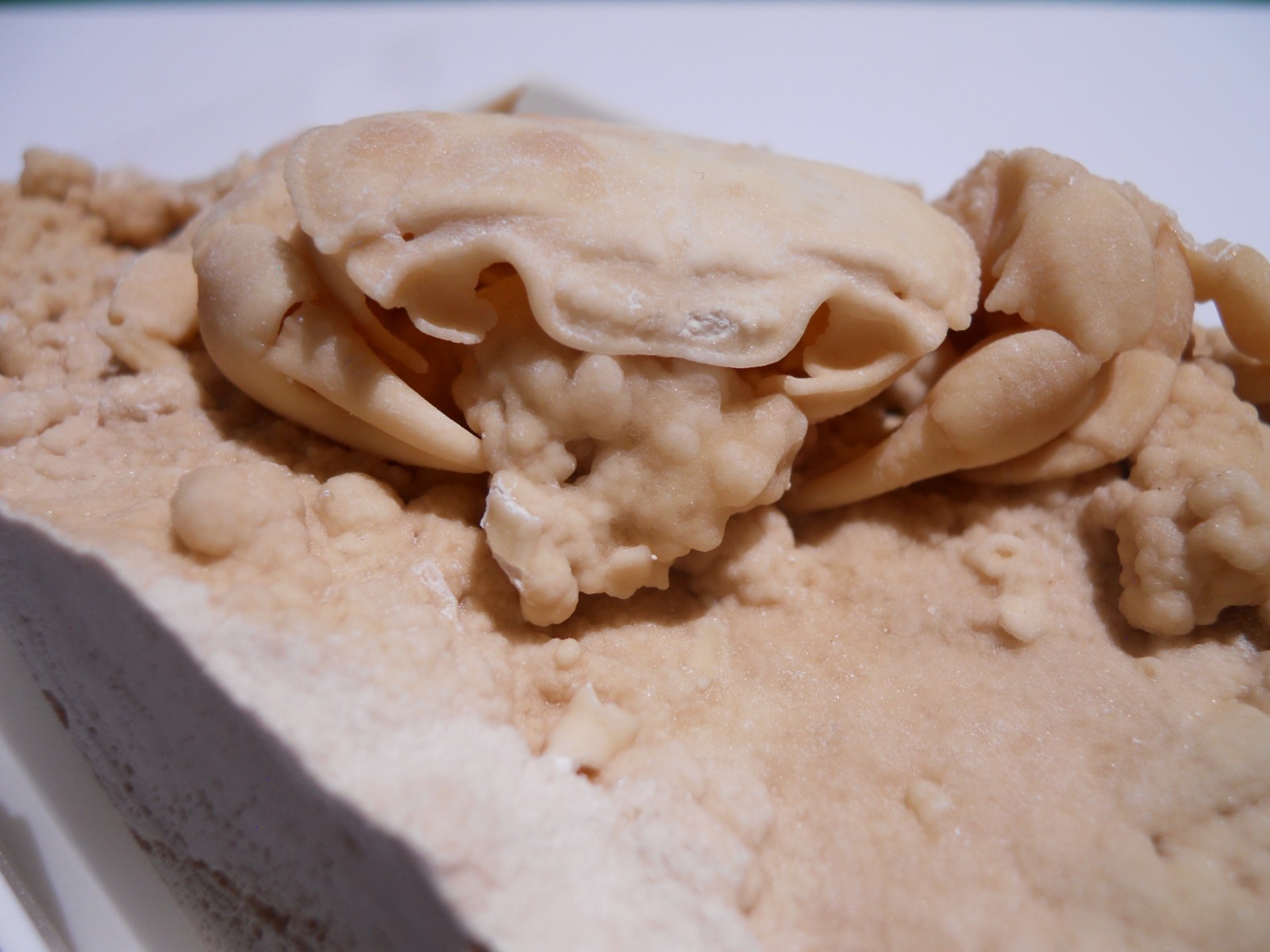 1.5 Inch Travertine replaced Crab Fossil from Turkey.  Potamon, Pleistocene age