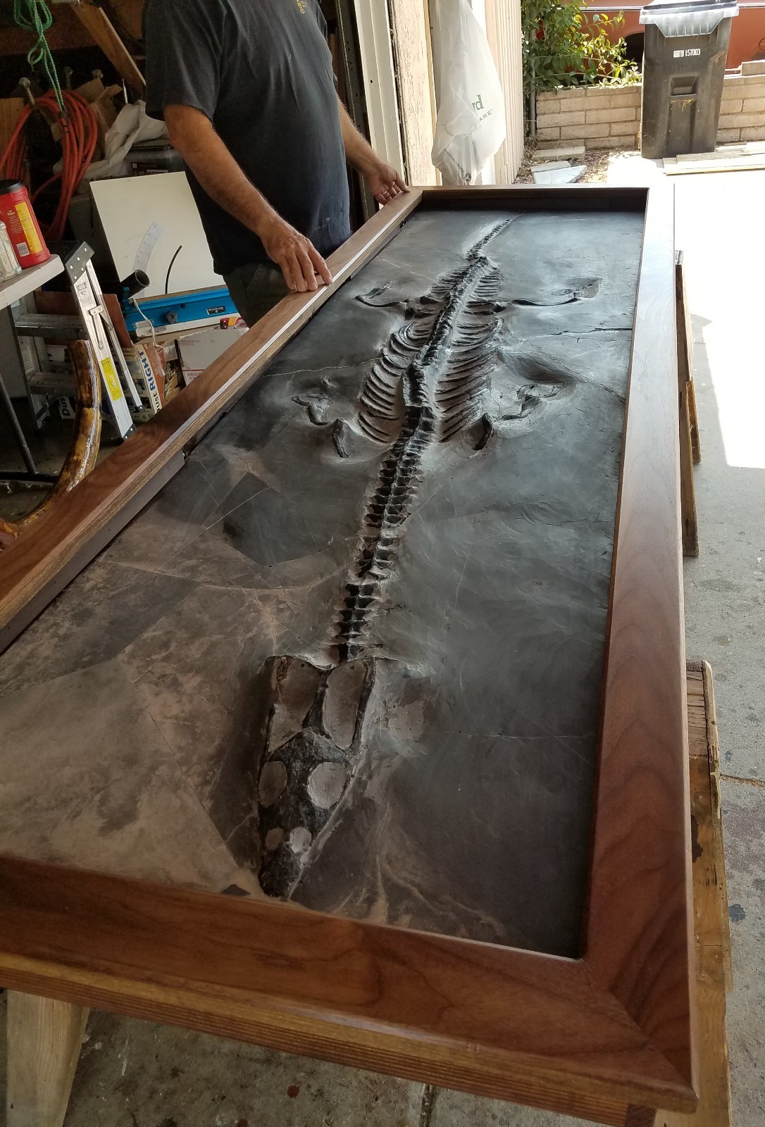 DINOSAUR FOSSIL 9 feet Dragon Plesiosaur Nothosaur Only 2% Restoration RARE DINOSAUR FOSSIL 9 feet Dragon Plesiosaur Nothosaur Only 2% Restoration RARE