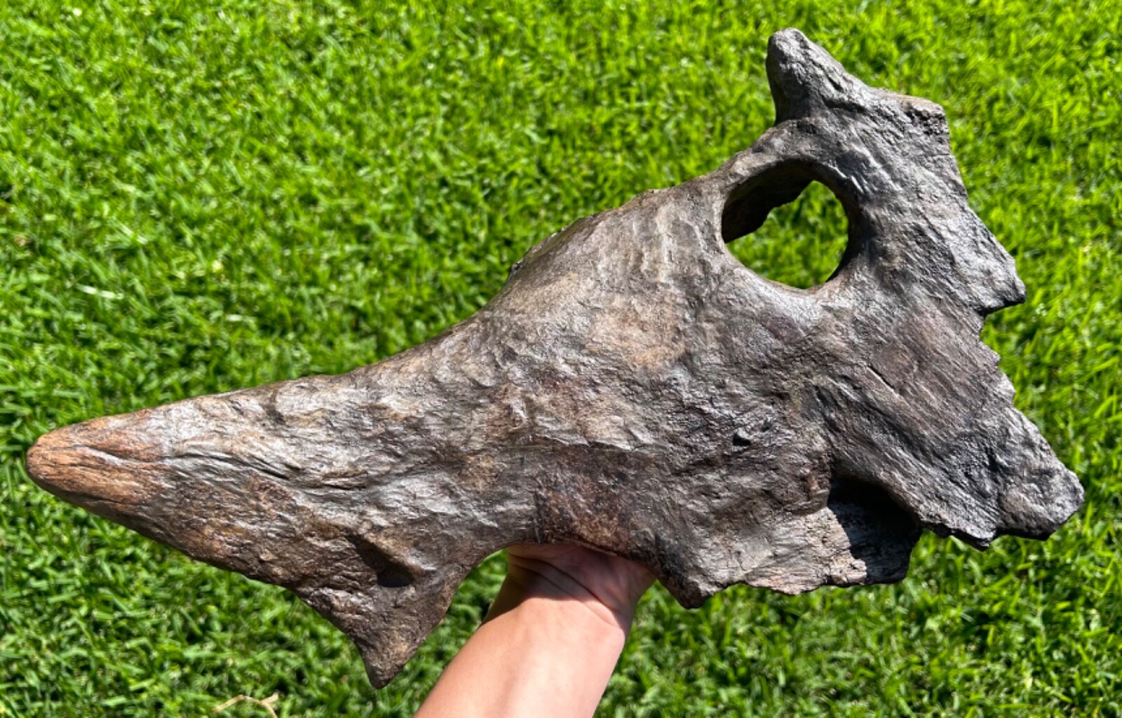Brachyceratops Partial Dinosaur Skull Fossil Two Medicine Triceratops Relative Brachyceratops Partial Dinosaur Skull Fossil Two Medicine Triceratops Relative