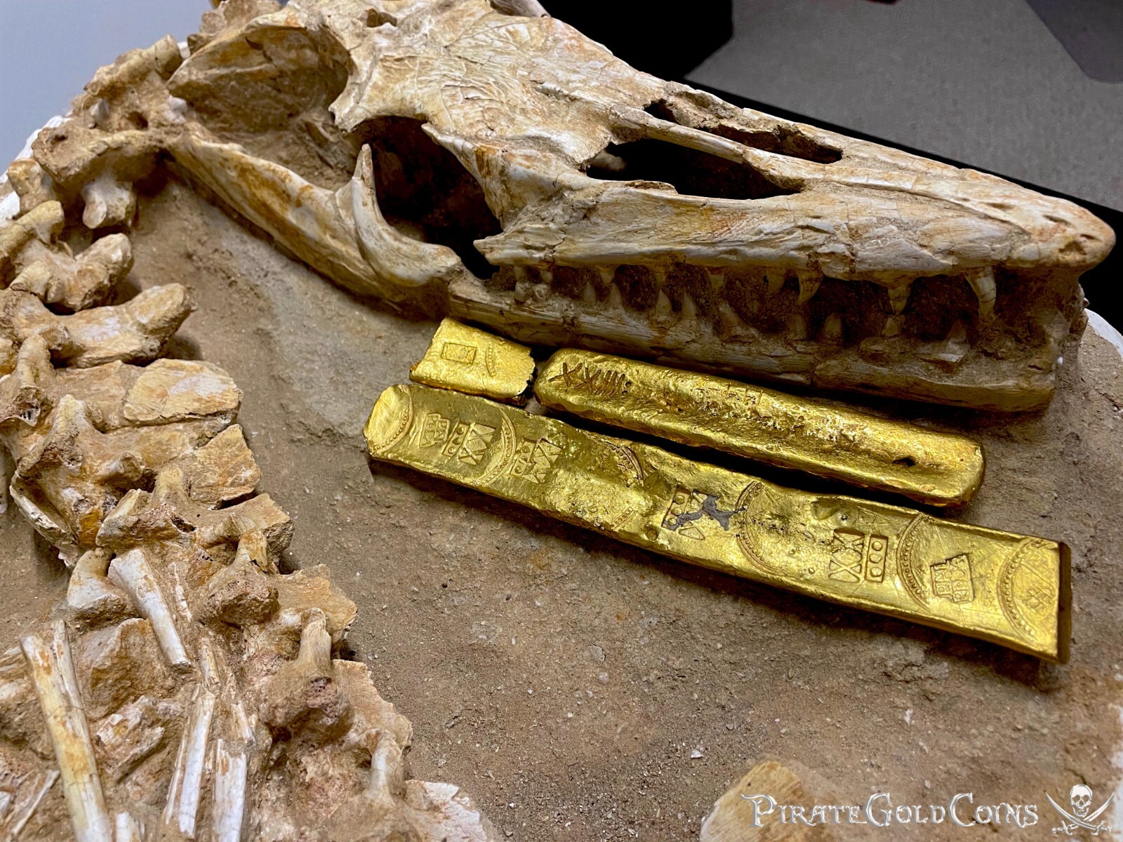 MOSASAURUS DINOSAUR FOSSIL HALISAURUS ARAMBOURGI MOSASAUR JURASSIC