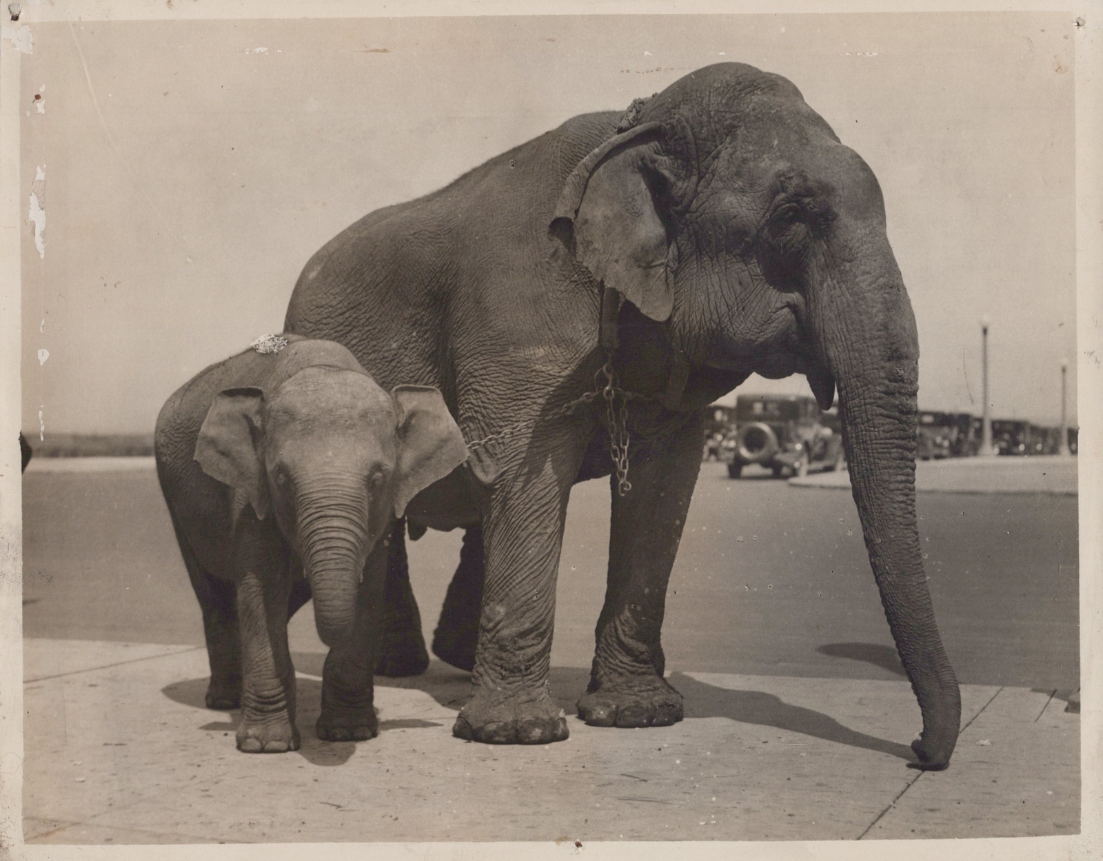 Ringling Bros RBBB Old John Elephants Chicago Circus 1930s - Original Photo
