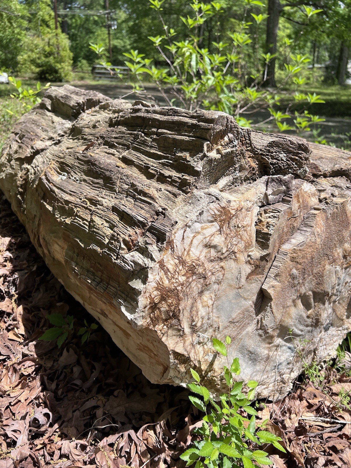 LARGE PETRIFIED WOOD - Extra Massive Log - HUGE HEAVY ROCK - 1,500 to 2,500 lbs LARGE PETRIFIED WOOD - Extra Massive Log - HUGE HEAVY ROCK - 1,500 to 2,500 lbs