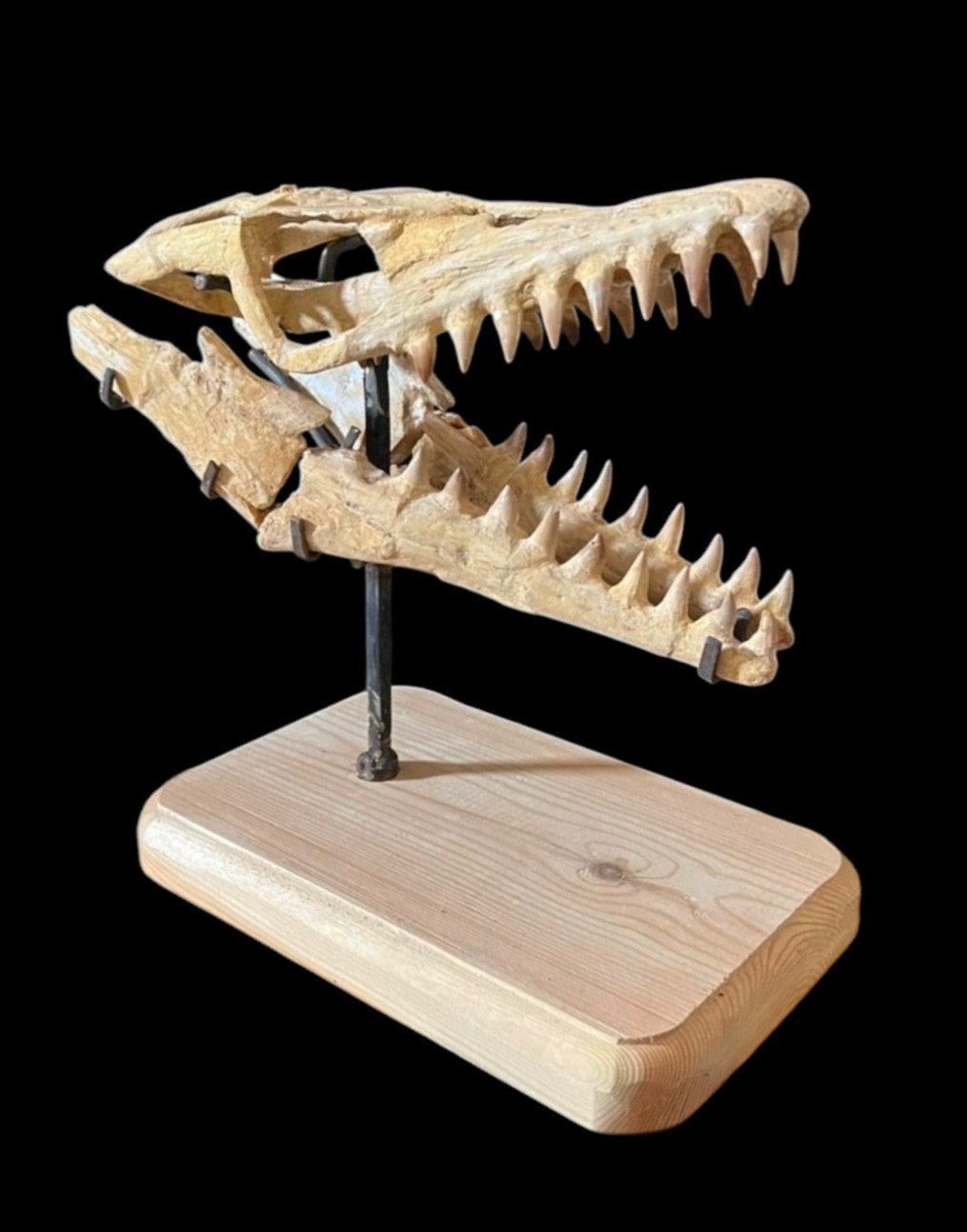Awesome mosasaur skull, Mosasaurus beaugei - Dinosaur skull - reptile skull foss Awesome mosasaur skull, Mosasaurus beaugei - Dinosaur skull - reptile skull foss