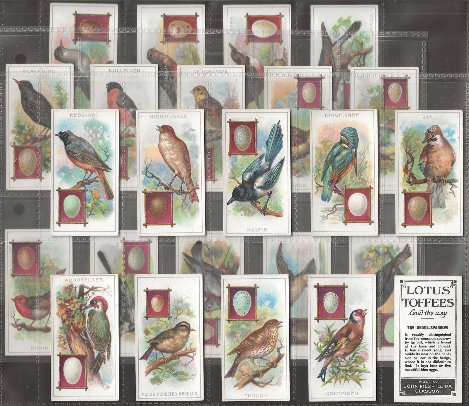 FILSHILL-FULL SET- BIRDS AND THEIR EGGS 1924 (24 CARDS) ALL SCANNED FILSHILL-FULL SET- BIRDS AND THEIR EGGS 1924 (24 CARDS) ALL SCANNED