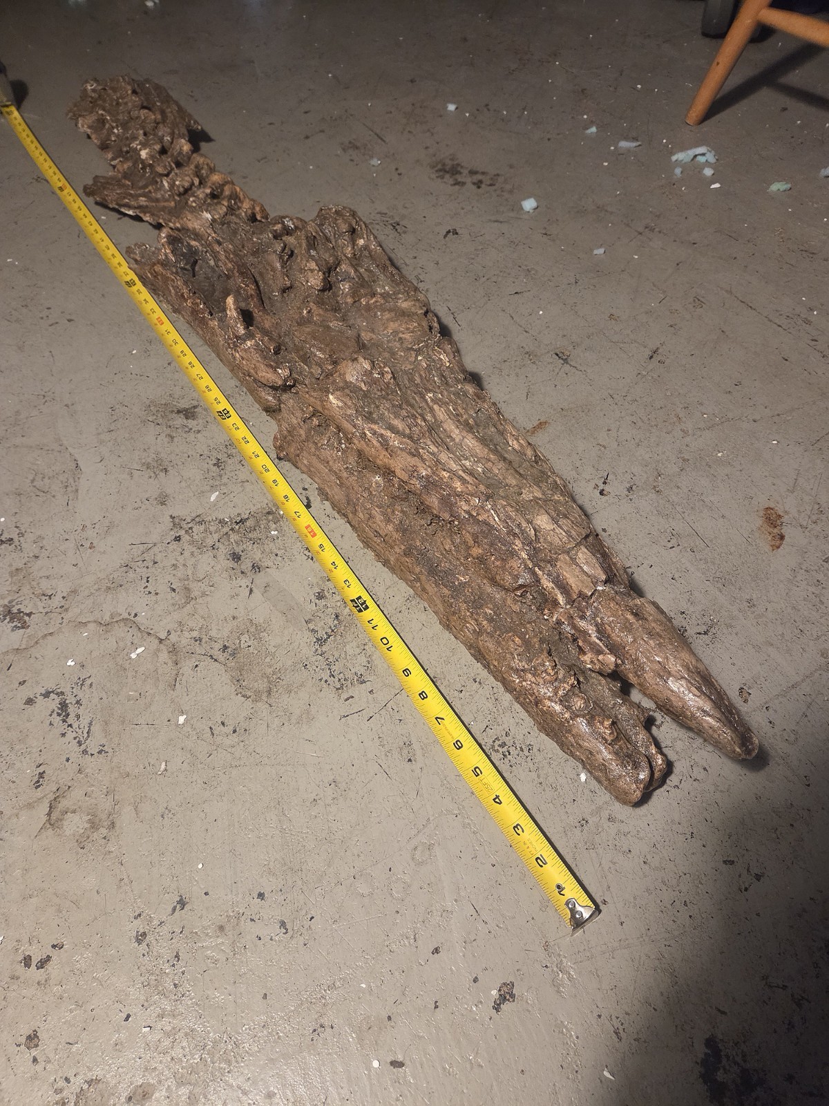 Ultra Rare Mosasaurus Tylosaurus Reptile Fossil Skull Bone Dinosaur Skeleton Ultra Rare Mosasaurus Tylosaurus Reptile Fossil Skull Bone Dinosaur Skeleton