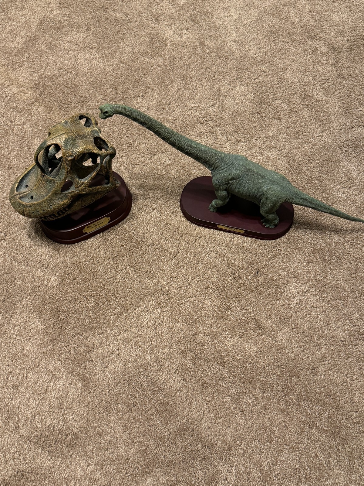 Dinostoreus Brachiosaurus Skull and Finished Model Set Dinostoreus Brachiosaurus Skull and Finished Model Set