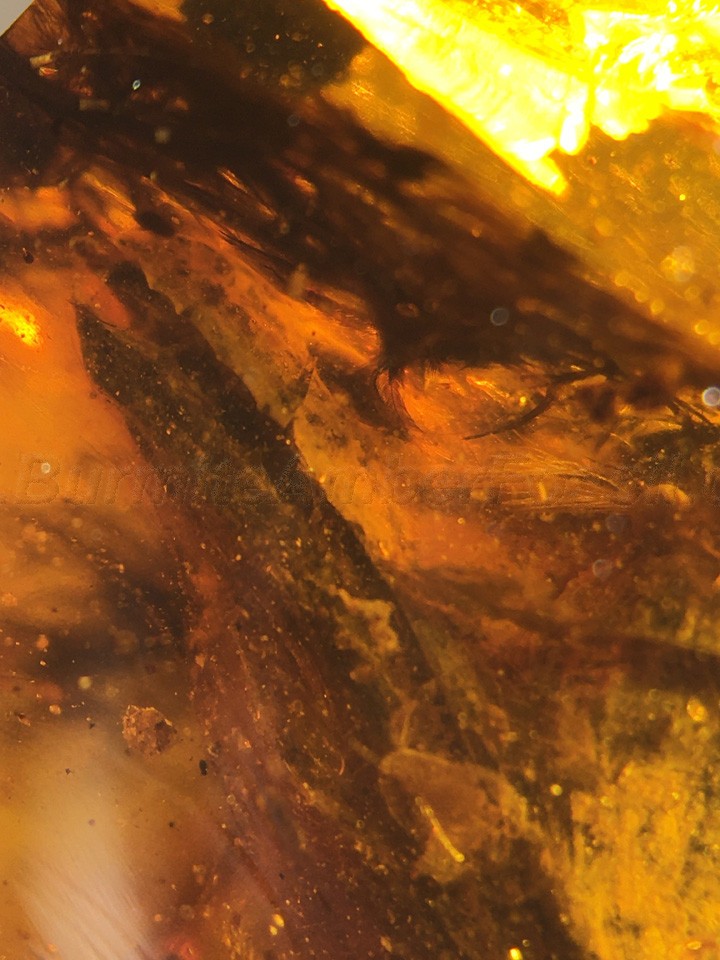 Burmite Amber Fossil - SC2529 The Smallest Dinosaur w/ Certificate Burmite Amber Fossil - SC2529 The Smallest Dinosaur w/ Certificate