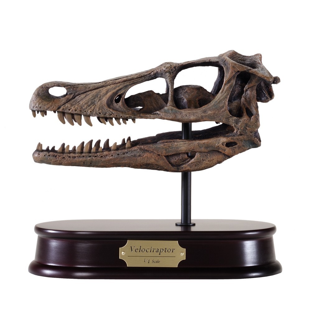 Dinostoreus Prehistoric Velociraptor Skull Model 1:1 Scale New in opened Box Dinostoreus Prehistoric Velociraptor Skull Model 1:1 Scale New in opened Box
