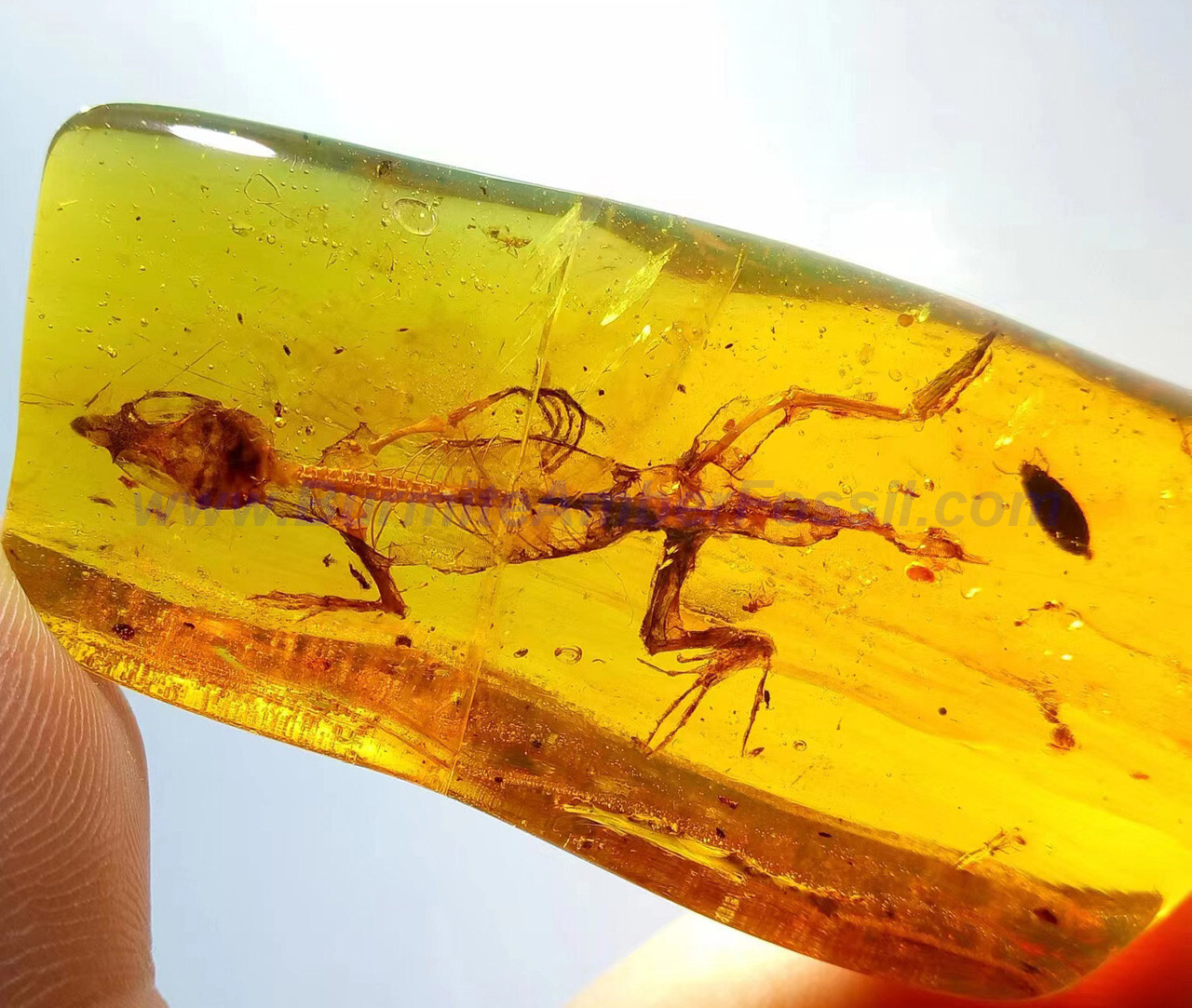 Burmite Amber Fossil - SC2508 4cm Complete Lizard Skelton in Museum Quality