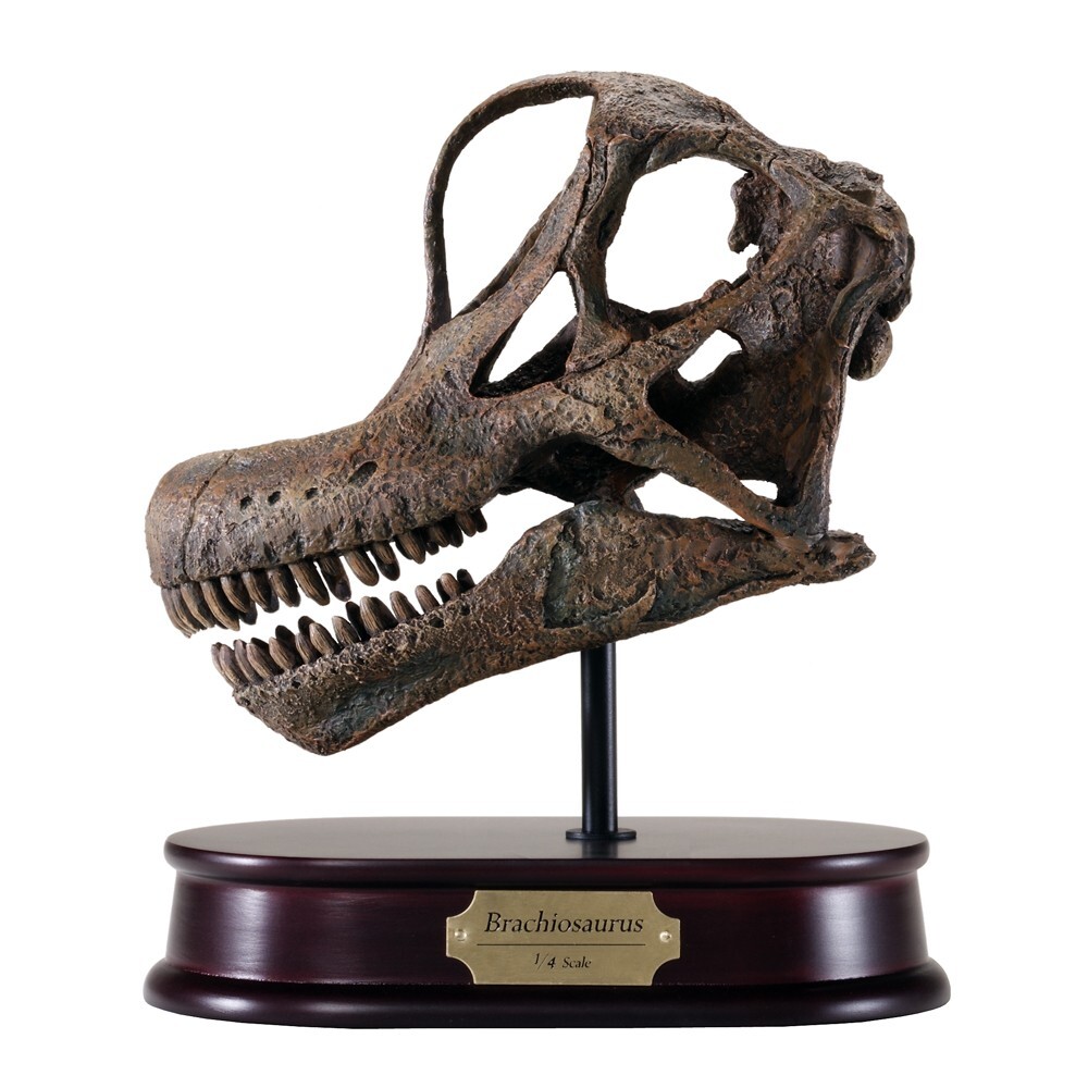 Brachiosaurus Dinosaur Skull Model 1/4 Scale Replica by DinoStoreus