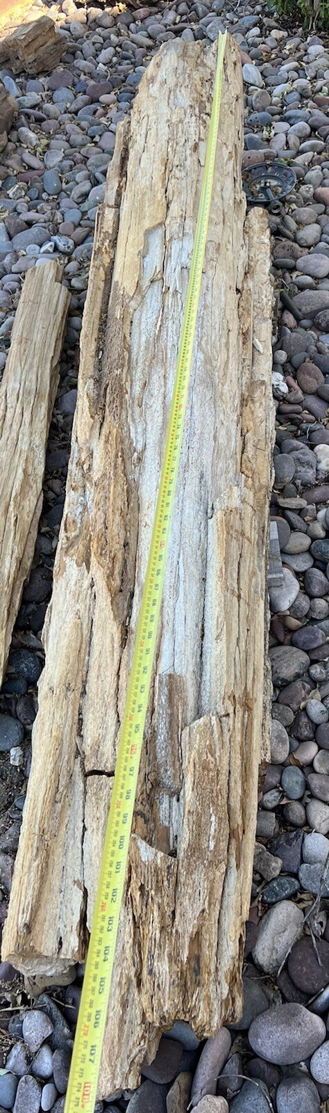 VERY LARGE PETRIFIED LOG - Almost 9’ Long VERY LARGE PETRIFIED LOG - Almost 9’ Long