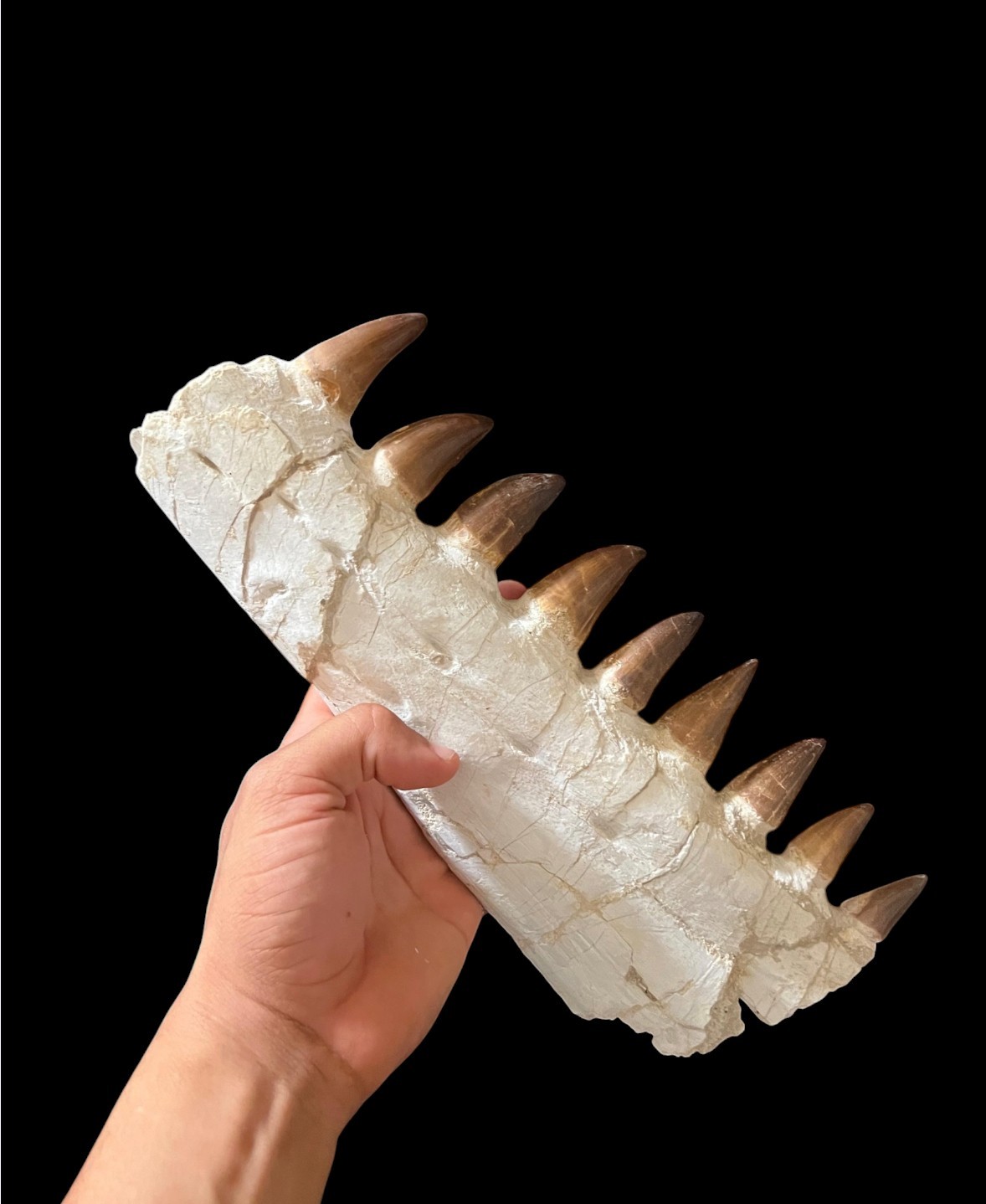 Awesome Mosasaur Jaw Specimen from Morocco, partial Mosasaurs skull Dino jaw Awesome Mosasaur Jaw Specimen from Morocco, partial Mosasaurs skull Dino jaw