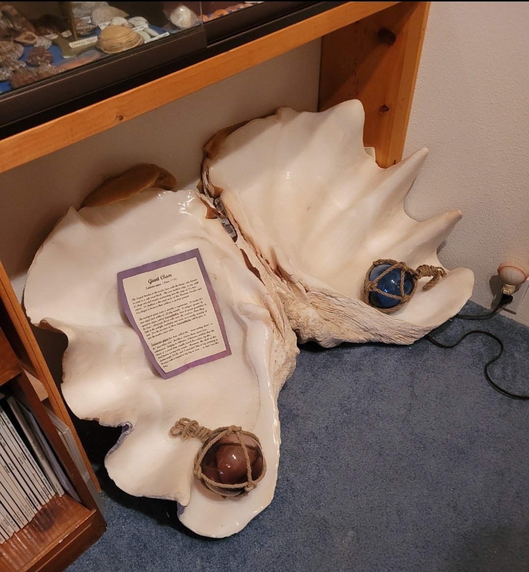 RARE Museum Grade Giant Clam Shell LOWER PRICE RARE Museum Grade Giant Clam Shell LOWER PRICE