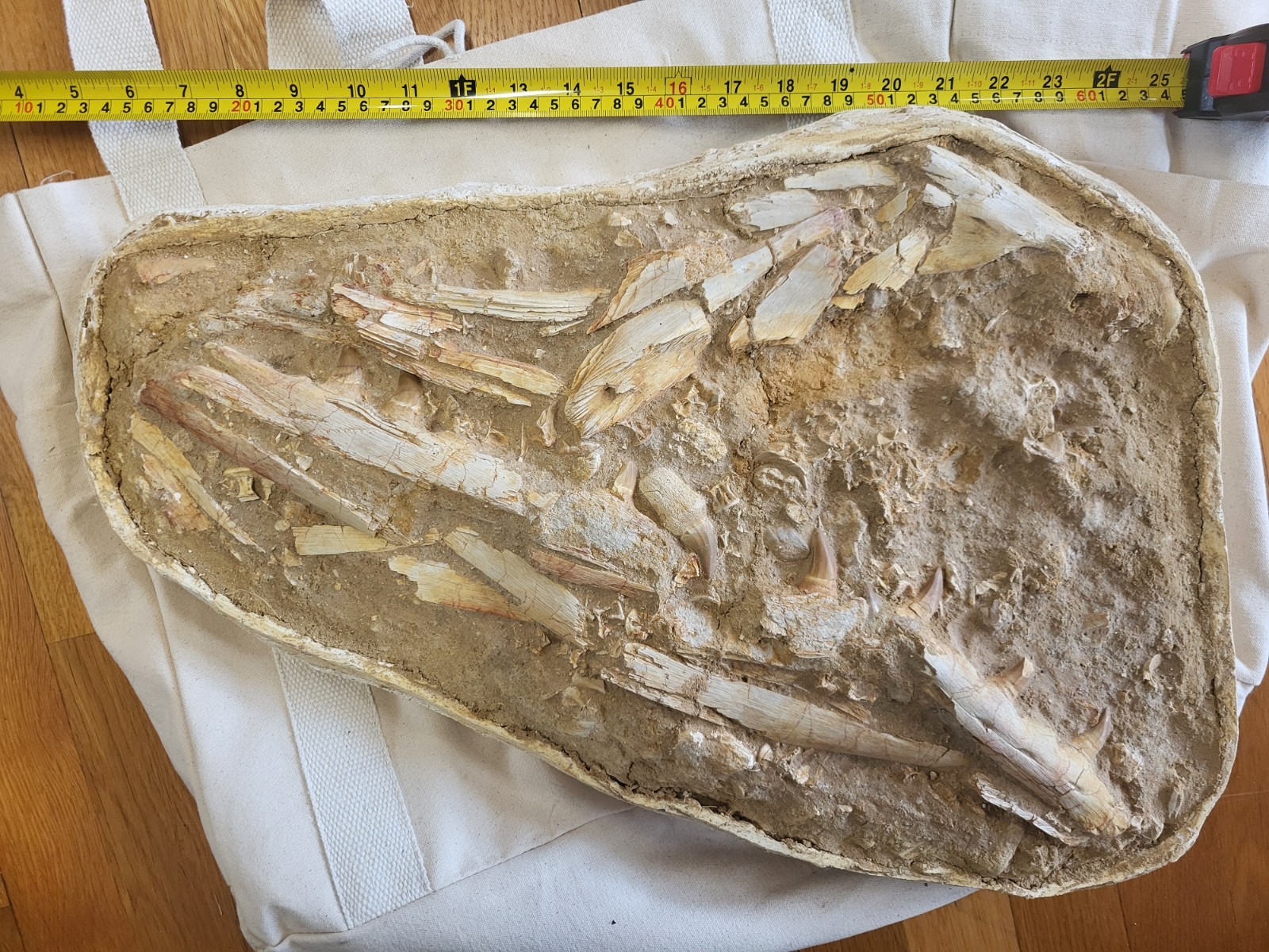 Giant Mosasaur Cranial Block Death Assemblage 2' Across Prognathodon Giant Mosasaur Cranial Block Death Assemblage 2' Across Prognathodon