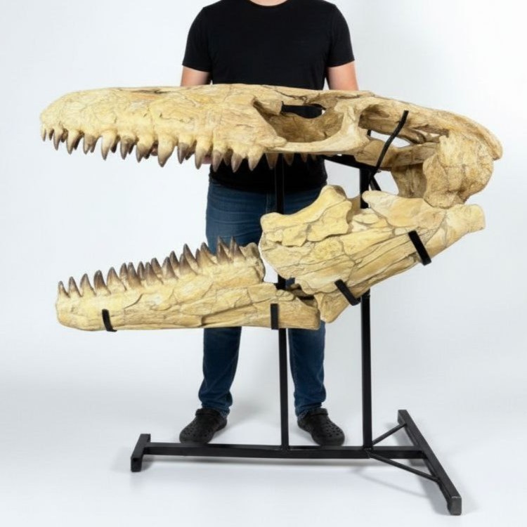 Genuine Mosasaur Skull Prognathodon Museum Grade Marine Reptile Fossil Morocco