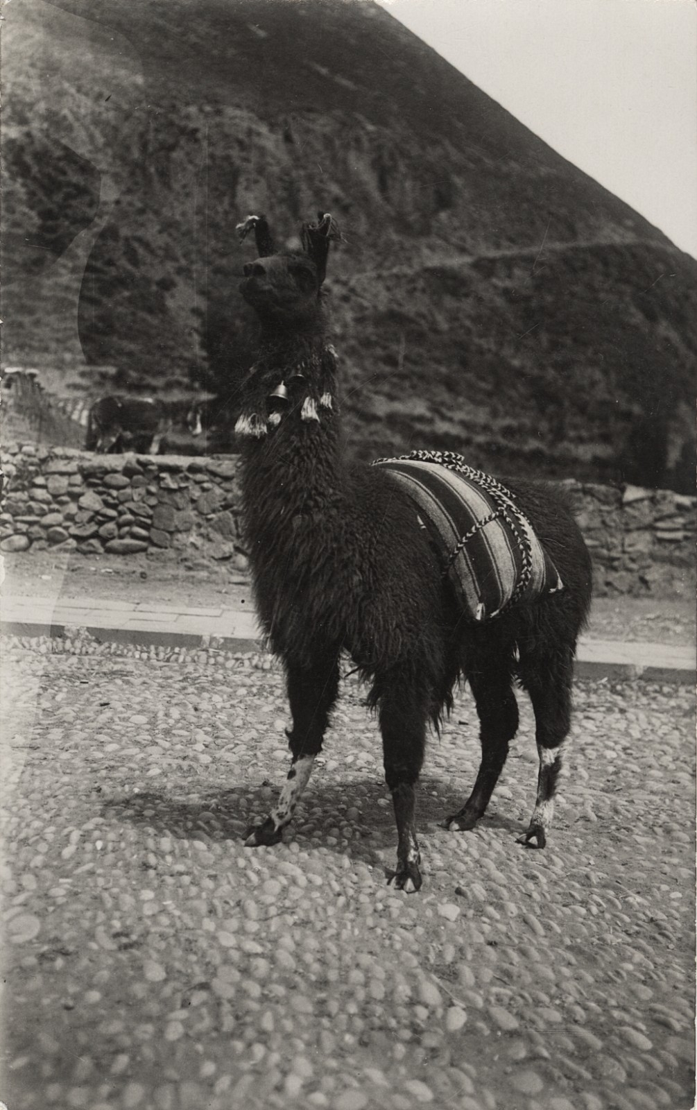 c. 1940's Llama, Peru RPPC by Martin Chambi Jiménez c. 1940's Llama, Peru RPPC by Martin Chambi Jiménez