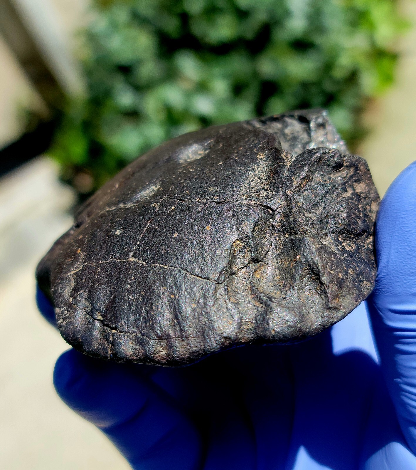 Meteorite**NWA Unc. Prob. CM Carb.**374.90 gram, Oriented Individual W/XRF paper