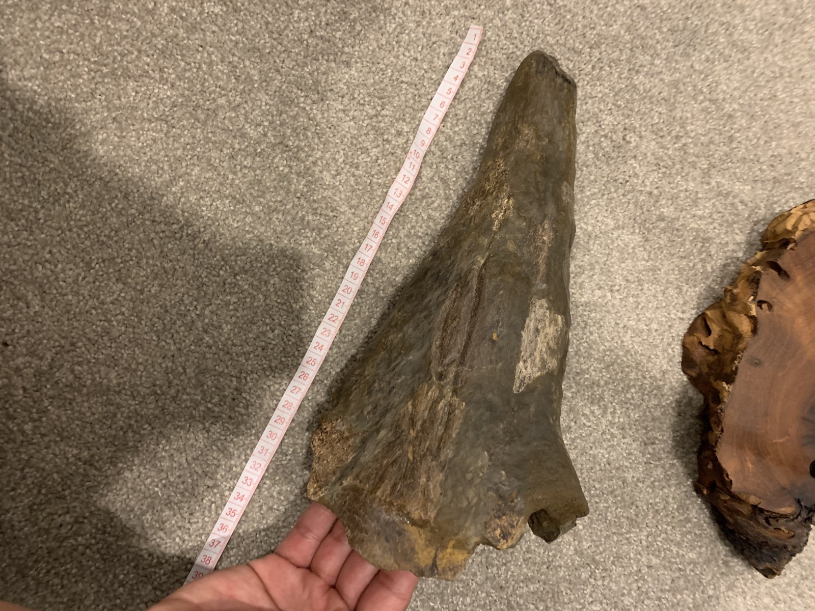 Dinosaur Triceratops Brow Horn Fossil