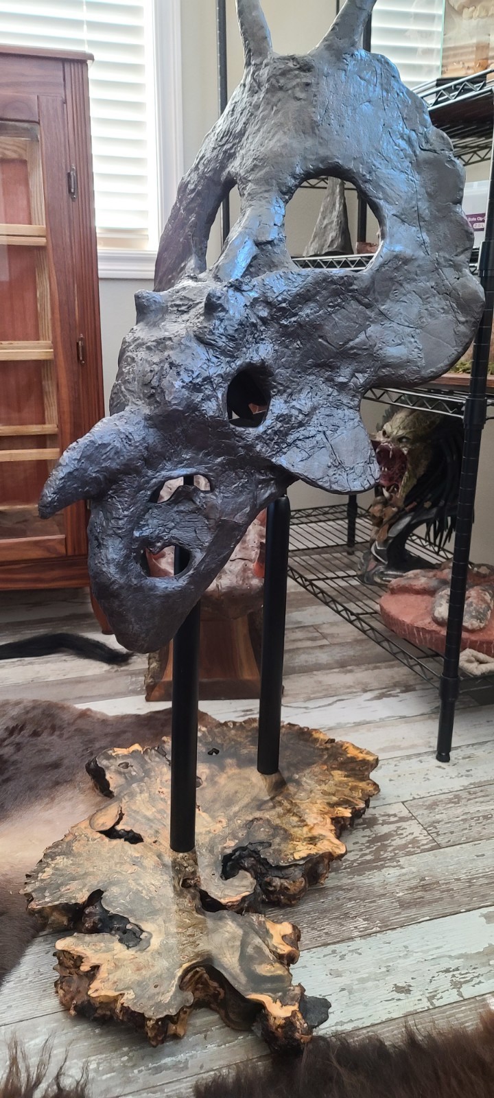 Einiosaurus procurvicornis DINOSAUR FOSSIL Skull 90% Genuine  Beyond Rare