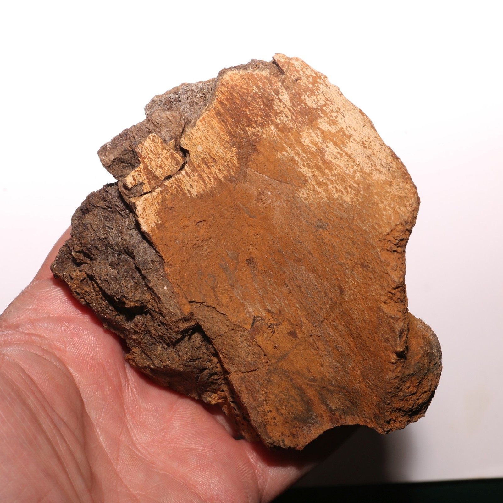 Torosaurus Ungual Toe Claw - Dinosaur Fossil - Hell Creek Formation Cretaceous Torosaurus Ungual Toe Claw - Dinosaur Fossil - Hell Creek Formation Cretaceous