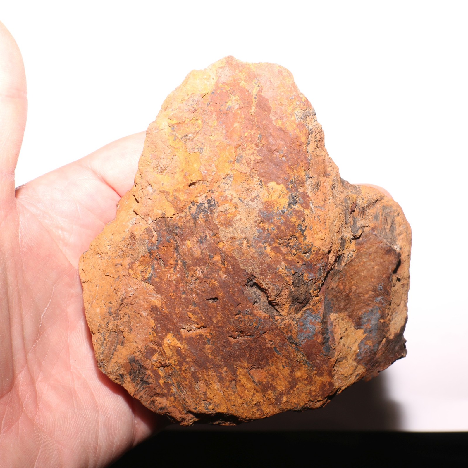 Torosaurus Ungual Toe Nail Claw Dinosaur Fossil Hell Creek Formation Cretaceous