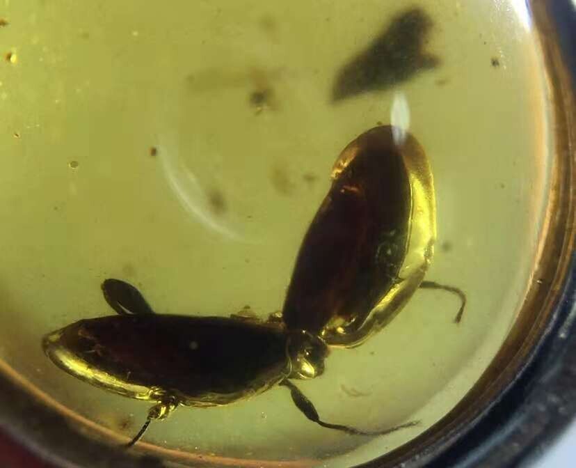 Ultra Rare Two Diving Beetle kiss Dytiscidae Myanmar Fossil Amber Museum Quality Ultra Rare Two Diving Beetle kiss Dytiscidae Myanmar Fossil Amber Museum Quality