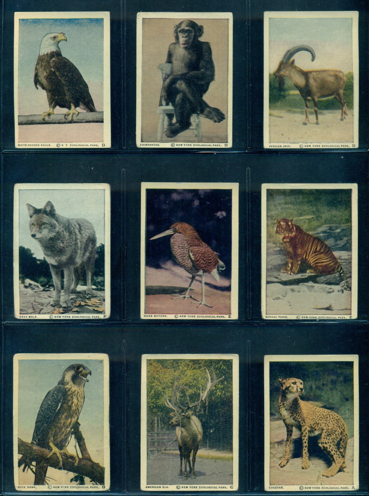 1930's V67 Neilson's Chocolate N Y Zoological Park Wild Animals Near Set 112/120 1930's V67 Neilson's Chocolate N Y Zoological Park Wild Animals Near Set 112/120