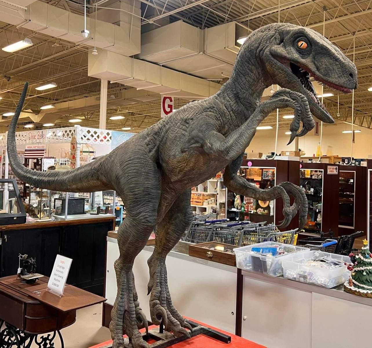 JURASSIC PARK/WORLD Universal Studios Theme Park Prop ~Life Size Velociraptor JURASSIC PARK/WORLD Universal Studios Theme Park Prop ~Life Size Velociraptor