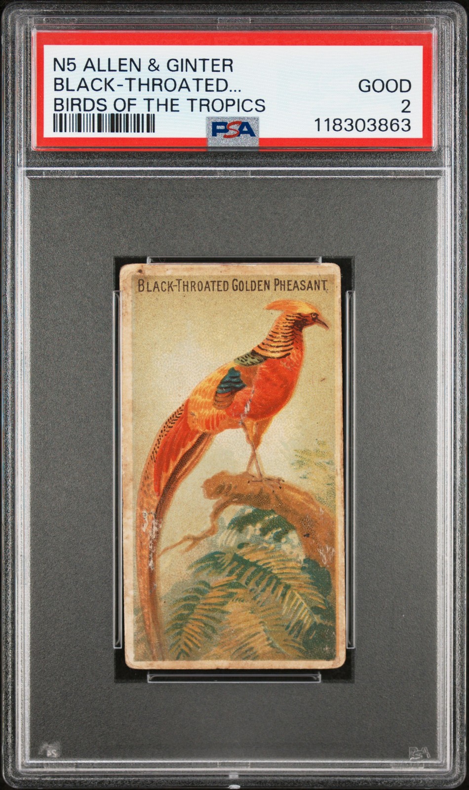 1889 N5 ALLEN & GINTER BIRDS OF THE TROPICS BLACK-THROATED GOLDEN PHEASANT PSA 2 1889 N5 ALLEN & GINTER BIRDS OF THE TROPICS BLACK-THROATED GOLDEN PHEASANT PSA 2