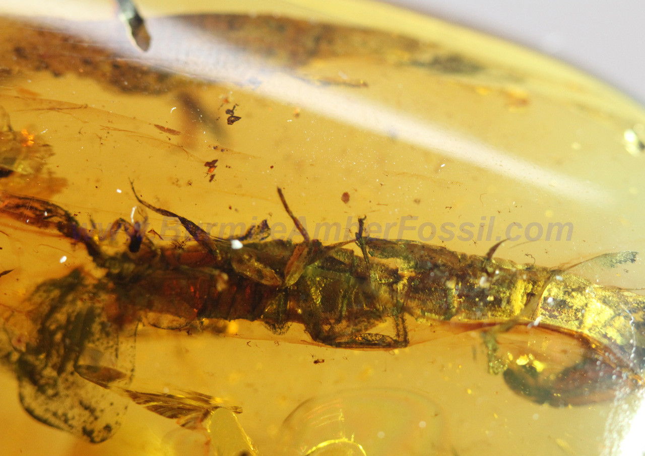 Burmite Amber Fossil - SC1854 Extremely Rare Unusual Scorpion with 5cm in Length
