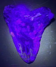 Super Rare 4” Megalodon Shark Tooth Fossil UV Fluorescent Coral North Carolina picture