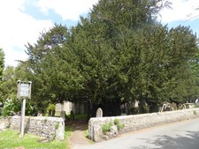 Photo A3 The 1,500 year old yew in Loose Churchyard Loose Hill The yew i c2018 picture