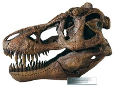 Tyrannosaurus T.rex T-rex Dinosaur Skull Model 1/4 Scale Replica by DinoStoreus picture