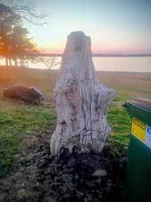 Beautiful, Natural,Very Large Petrified Tree ,Texas, picture