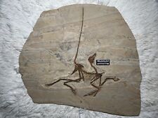 Anchiornis huxleyi picture