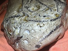 Rare Full Octopus Squid Fossil In Coral With Uv Active Glow  picture