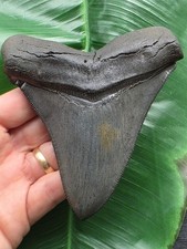 12.3cm Sharp Large Tooth of Otodus Chubutensis - Shark shark tooth fossil picture