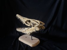 High Quality Mosasaurus Skull An Exceptional Piece for Fossil Enthusiasts picture