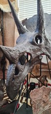 Triceratops Skull Dinosaur Fossil Spectacular 85% Genuine picture
