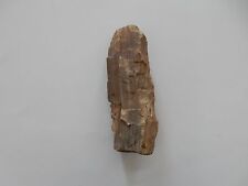 Petrified Wood Redwood from The Petrified Forest Calistoga Ca picture