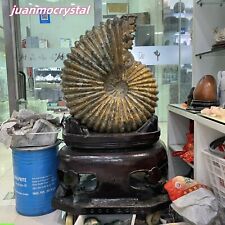 589.6LB Natural Large size ammonite fossil conch Crystal specimen healing picture