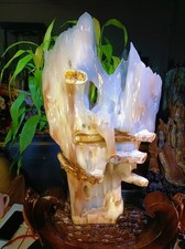 25.3LB Rare BEST Natural Petrified Wood Fossil Jade Collector insect specimen picture