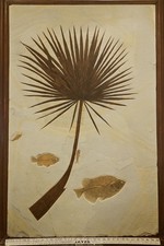 Museum-Quality Green River Fossil Panel – Palm Frond w/ 4 Fish – 60” Display picture