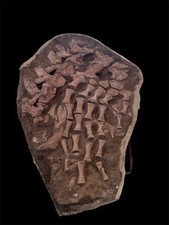 A Genuine Ultra Rare Mosasaur Leg Fossil from the Late Cretaceous With vertebrae picture